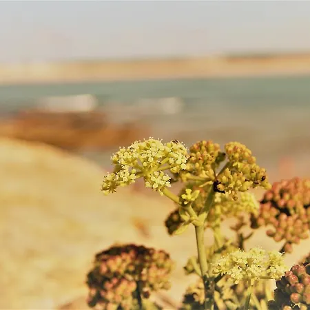 Casa Alegria By Cosycasa Peniche